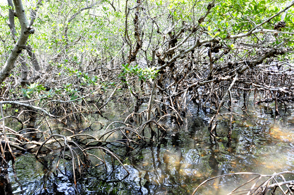 mangroves